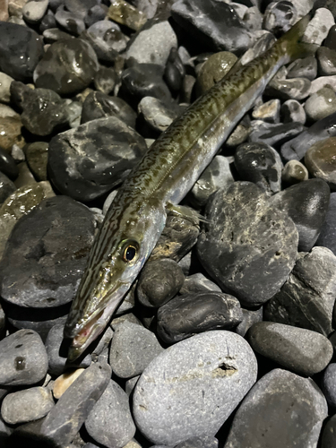 カマスの釣果