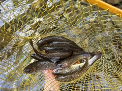 イワナの釣果