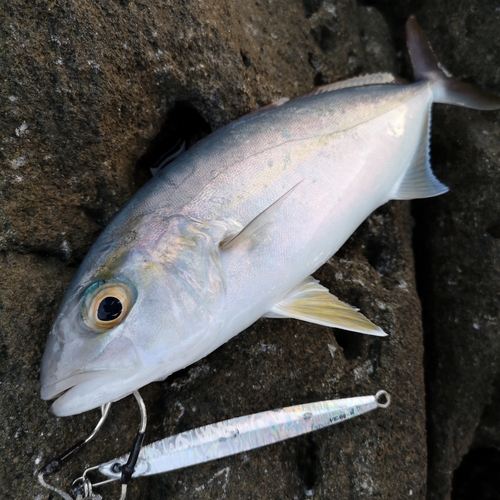 カンパチの釣果