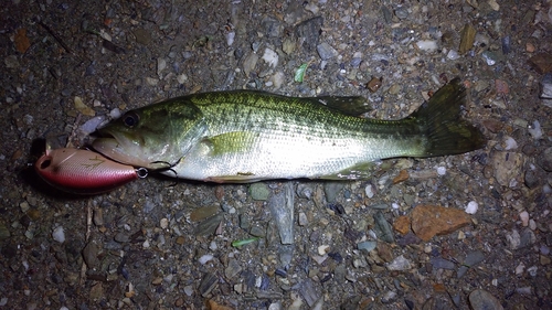 ブラックバスの釣果