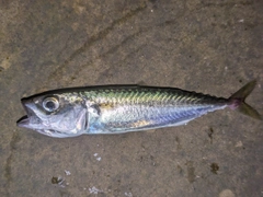 サバの釣果