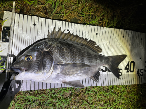 クロダイの釣果