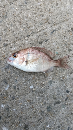 チャリコの釣果