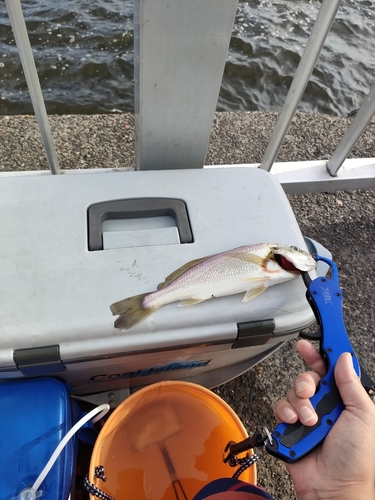 イシモチの釣果