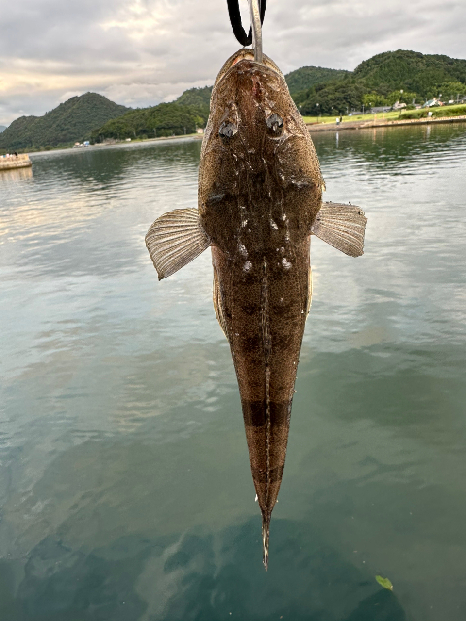 マゴチ