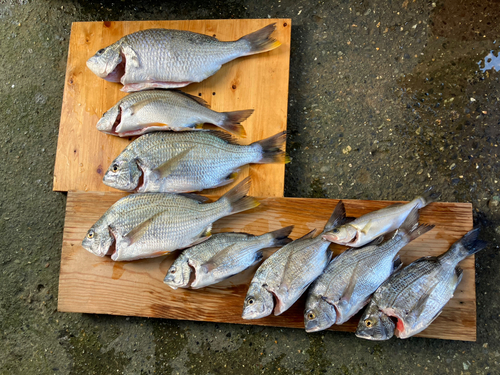 クロダイの釣果