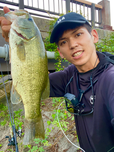 ブラックバスの釣果