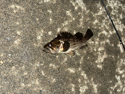 クロソイの釣果