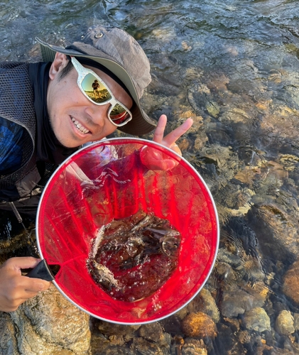 アユの釣果