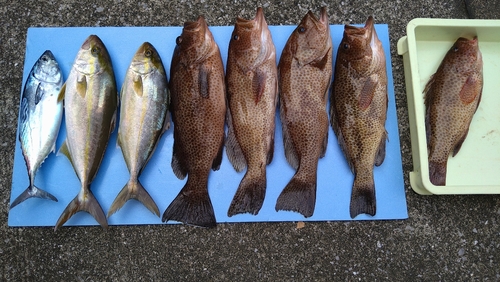 オオモンハタの釣果