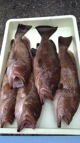 オオモンハタの釣果