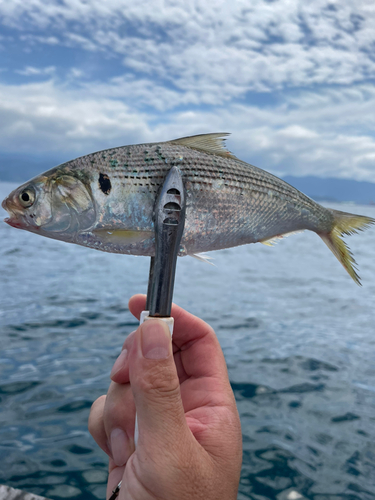 コノシロの釣果