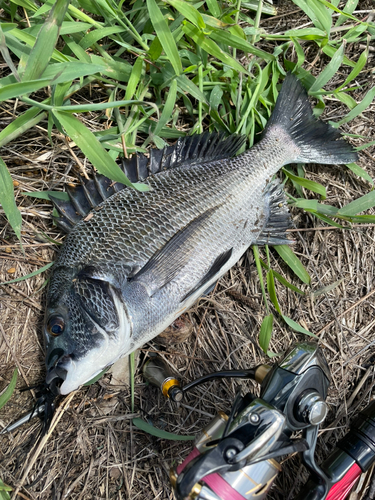 クロダイの釣果