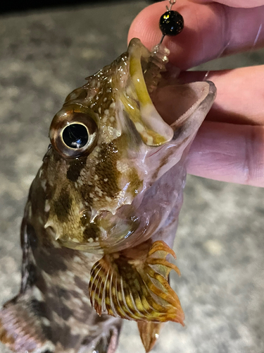 カサゴの釣果