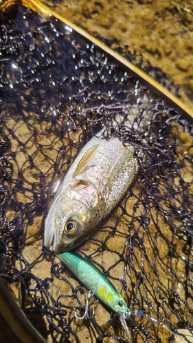 ニジマスの釣果