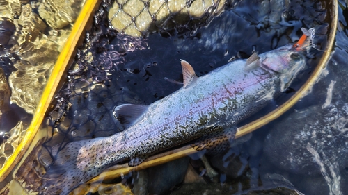 ニジマスの釣果