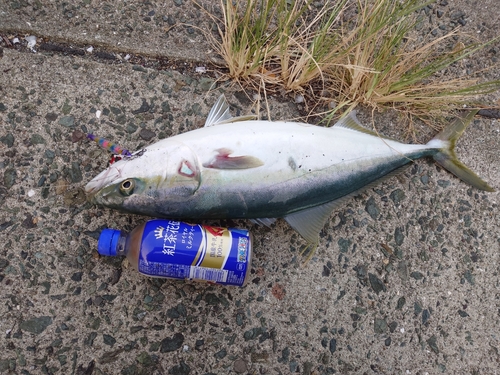 ハマチの釣果