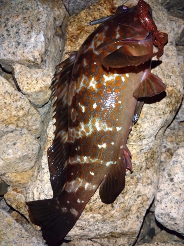 アコウの釣果