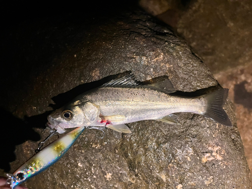 セイゴ（マルスズキ）の釣果