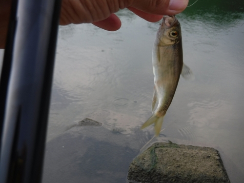 オイカワの釣果