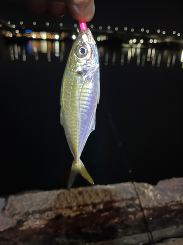 マアジの釣果