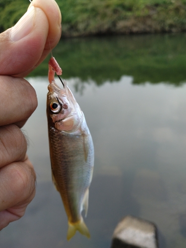 オイカワの釣果