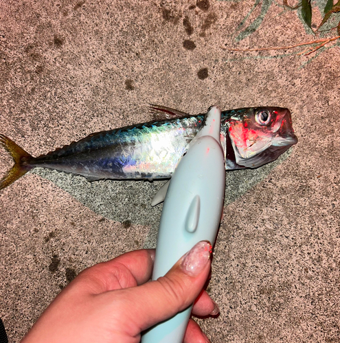 サバの釣果