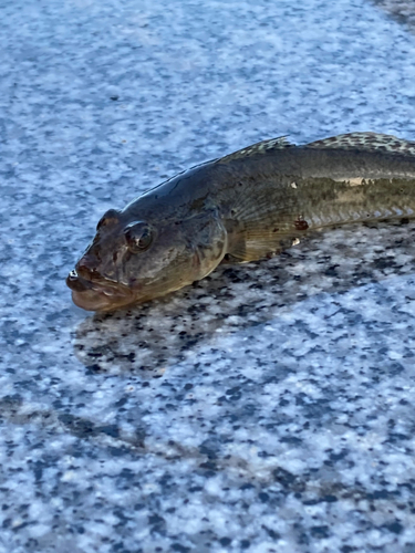 ハゼの釣果