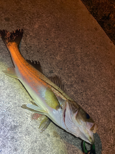 シーバスの釣果