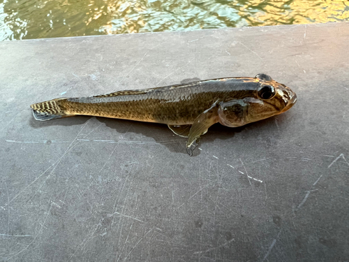 マハゼの釣果