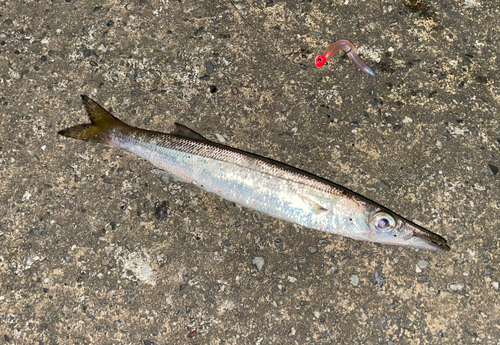 カマスの釣果