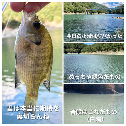 ブルーギルの釣果