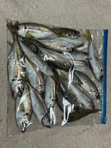 アジの釣果