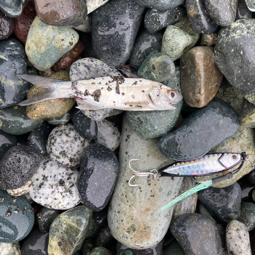 ツバメコノシロの釣果