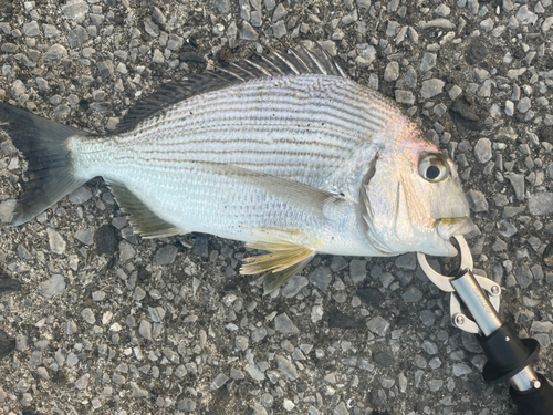 ヘダイの釣果