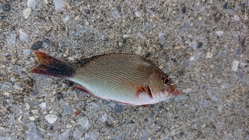 ウミタナゴの釣果