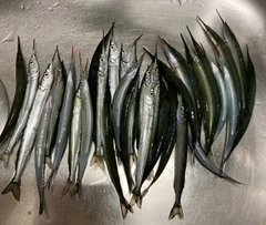 サヨリの釣果