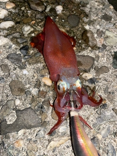 イカの釣果