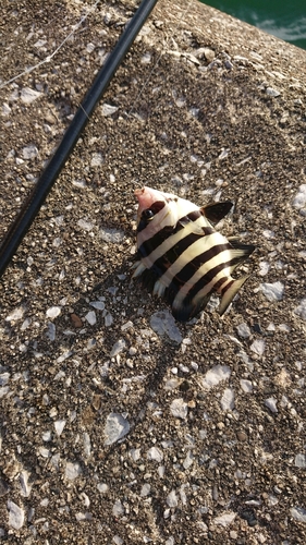 イシダイの釣果