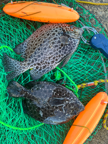 イシガキダイの釣果