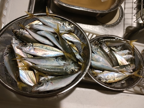 アジの釣果