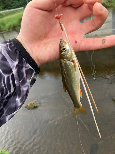 ウグイの釣果