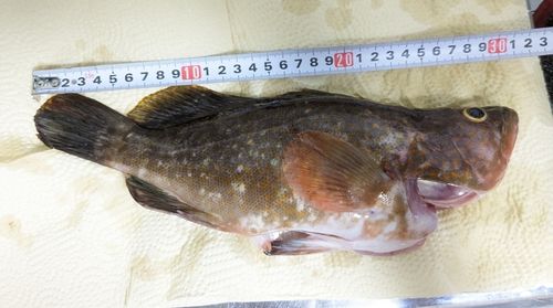 アコウの釣果