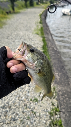 ラージマウスバスの釣果