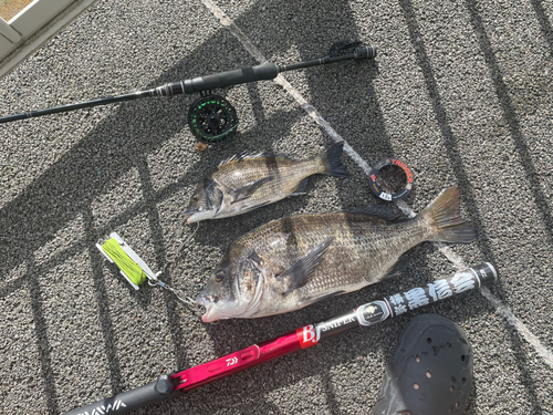 クロダイの釣果