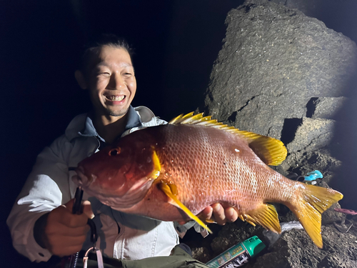 シブダイの釣果