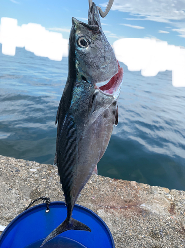 スマガツオの釣果