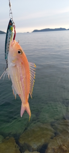 イトヨリダイの釣果