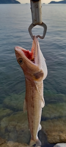 エソの釣果