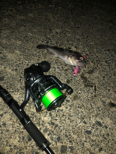 クロソイの釣果